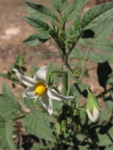 Solanum jamesii